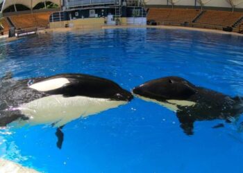 ‘Nederlandse’ orka Morgan opnieuw drachtig in Loro Parque