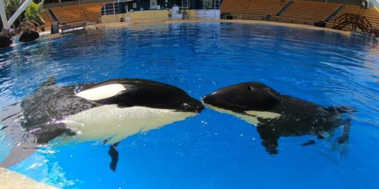 Orka Morgan en haar inmiddels overleden kalf Ula (Beeld: Loro Parque)