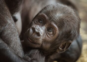 Wetenschapper concludeert: ‘Gorilla’s in Diergaarde Blijdorp zijn niet blij’