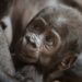 Wetenschapper concludeert: ‘Gorilla’s in Diergaarde Blijdorp zijn niet blij’