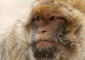 Groep berberapen ontsnapt uit Apenheul: ‘Geen gevaar voor mensen’