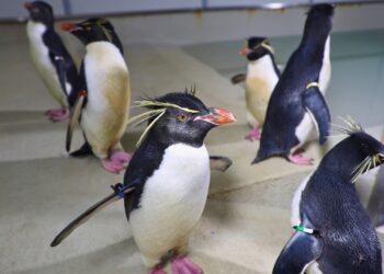 Pairi Daiza ontvangt zeldzame rotspinguïns uit gesloten dolfinarium