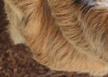 Nieuwe diersoort in jongste dierentuin van Nederland: ‘Absoluut hoogtepunt’