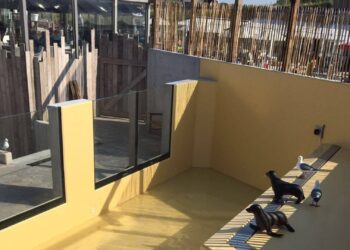 Aquarium in Noord-Holland stopt met zeehonden: ‘We willen ze meer ruimte bieden’