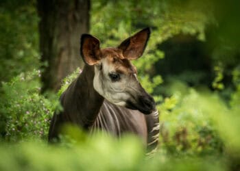 ZooParc Overloon krijgt okapi’s in nieuw Afrikaans themagebied