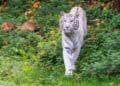 ZooParc Overloon wil geen witte tijgers meer: laatste dier gaat weg