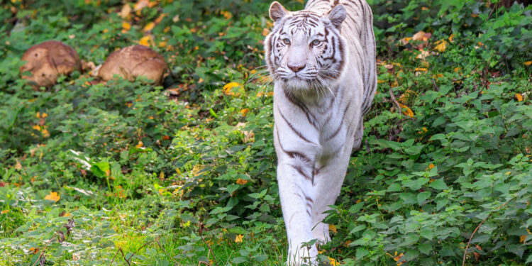 Beeld: Ronald Raijmakers