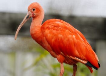 Rode ibissen in Diergaarde Blijdorp staan op nominatie weg te gaan