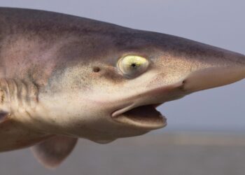 Nieuwe groep haaien vanaf deze zomer te zien in Diergaarde Blijdorp