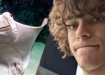 TikTokker waarschuwt voor verwaarlozing roggen in Blijdorp