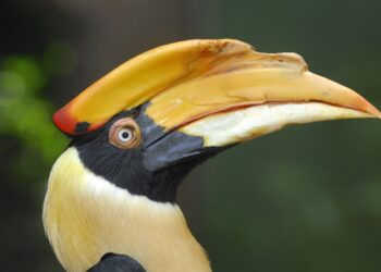 Verbouwing in Ouwehands Dierenpark: neushoornvogels krijgen uitbreiding