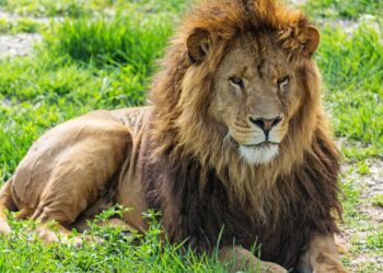 Nieuw kritisch rapport over dierentuinen: Meer transparantie, stoppen met dieren aanraken