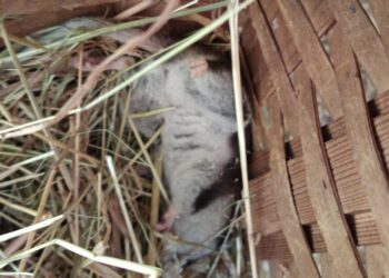 Bedreigde knaagdieren gestolen en gestorven na inbraak in dierentuin