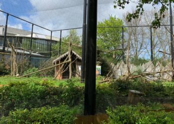 Nieuwste apenverblijf Blijdorp gaat alweer op de schop: prijskaartje van 375.000 euro