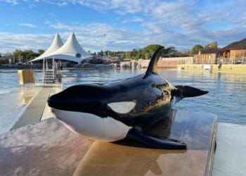 Ernstige zorgen over laatste orka’s in gesloten dolfinarium: verhuizing geblokkeerd