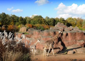 Burgers’ Zoo neemt Limburgse dierentuin GaiaZoo over