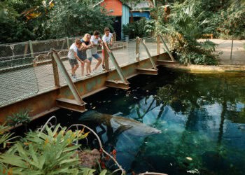 Overname GaiaZoo slokt miljoenen euro’s op: wat betekent dat voor Burgers’ Zoo?