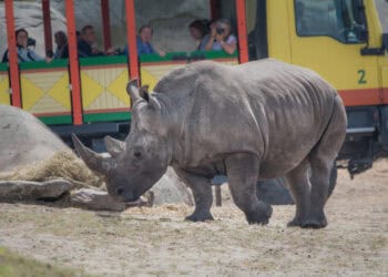 Wildlands Emmen gooit entreeprijzen omhoog in de zomervakantie