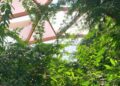 Miljoenen euro’s gereserveerd voor renovatie vlinderkoepel Amazonica in Blijdorp