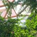 Miljoenen euro’s gereserveerd voor renovatie vlinderkoepel Amazonica in Blijdorp