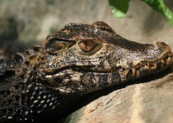Ouwehands Dierenpark neemt afscheid van dwergkaaimannen