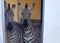Politie onderschept bestelbus met zebra’s, apen en serval bij grenscontrole
