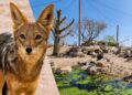 Dierentuinontwerper wilde jakhalzen in nieuwe gierenvolière Vogelpark Avifauna