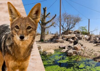 Dierentuinontwerper wilde jakhalzen in nieuwe gierenvolière Vogelpark Avifauna