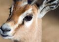 Diergaarde Blijdorp gaat nieuwe diersoort bij giraffen houden
