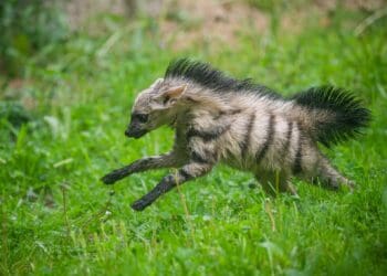 Tsjechische dierentuin fokt als enige in Europa met zeldzame hyena’s