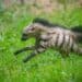 Tsjechische dierentuin fokt als enige in Europa met zeldzame hyena’s