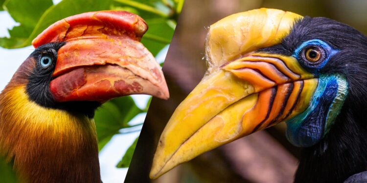 Een rosse neushoornvogel en een Sulawesi jaarvogel / Afbeelding ter illustratie