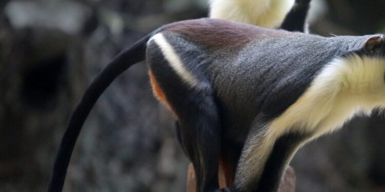 Beeld: Ronald van Weeren