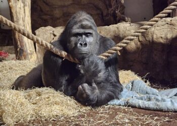 Russische gorilla verhuist binnenkort naar Burgers’ Zoo