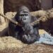 Russische gorilla verhuist binnenkort naar Burgers’ Zoo