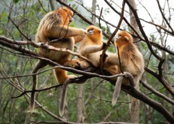 Wereldprimeur voor Pairi Daiza: Qinling-gouden neusapen voor het eerst buiten China te zien