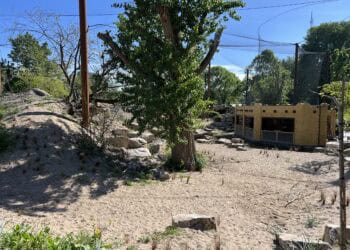 Meer dan 10 diersoorten in nieuwste volière Vogelpark Avifauna