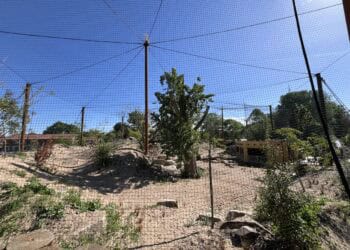 Meer dan 10 diersoorten in nieuwste volière Vogelpark Avifauna
