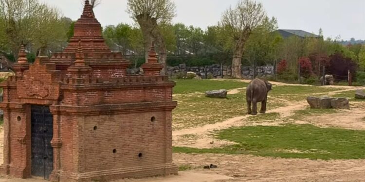 Beeld: Pairi Daiza