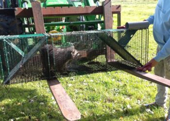 Provincie Friesland haalt uit naar AquaZoo na uitbraak wasberen: ‘Onverteerbaar’