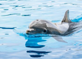Voorlopig geen boetes voor Dolfinarium: onvoldoende bewijs