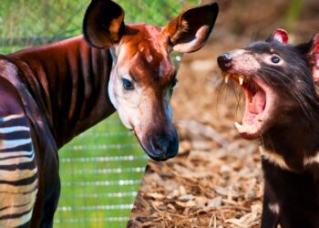 GaiaZoo-directeur onthult bijzondere diersoorten die op wensenlijstje staan