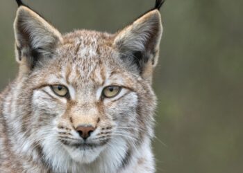 Lynx ontsnapt uit Eindhoven Zoo: ‘Niet benaderen’