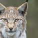 Lynx ontsnapt uit Eindhoven Zoo: ‘Niet benaderen’