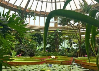 Diergaarde Blijdorp doet bijzondere vondst in tropenhal: nieuwe diersoort