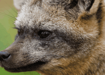 Nieuwe roofdiersoort voor leegstaand verblijf in Artis