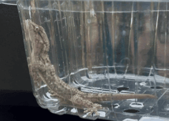 Exotische gekko’s duiken op in Nederland: ‘Hij zat te chillen in de badkamer’