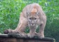 A mountain lion is standing on top of a wooden platform.
