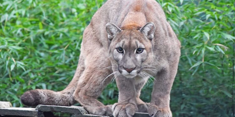 A mountain lion is standing on top of a wooden platform.