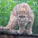 A mountain lion is standing on top of a wooden platform.